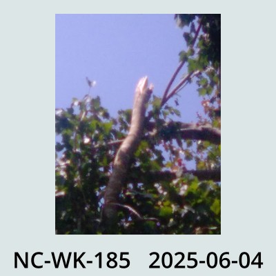 Hail Obs Photo