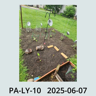 Hail Photo