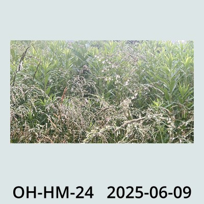 Hail Obs Photo
