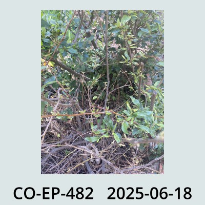 Hail Obs Photo