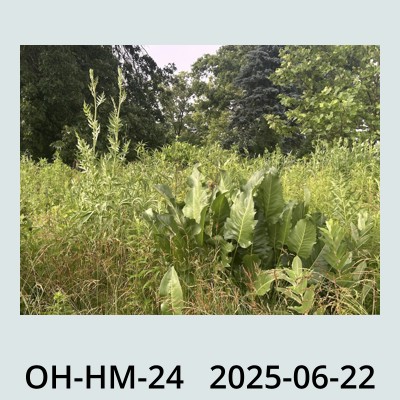 Hail Obs Photo