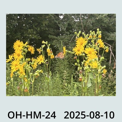Hail Obs Photo