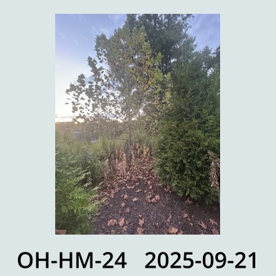 Hail Obs Photo