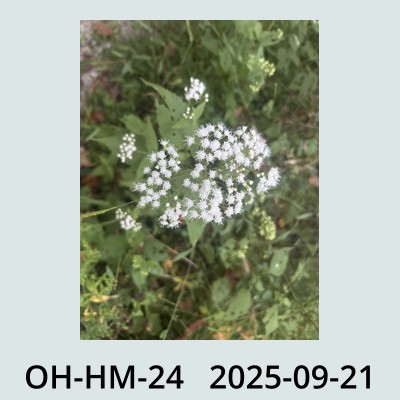 Hail Obs Photo