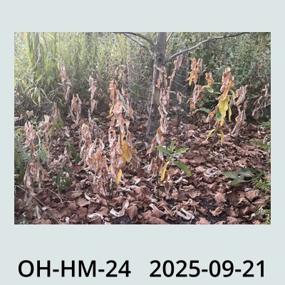 Hail Obs Photo