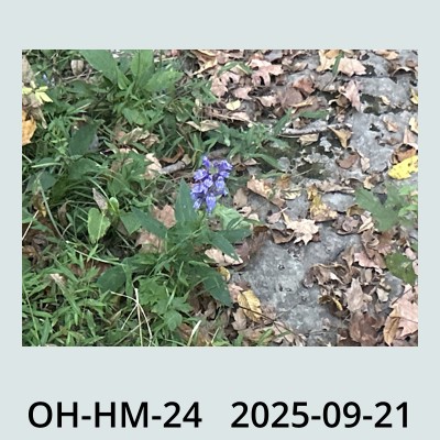 Hail Obs Photo