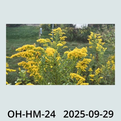 Hail Obs Photo