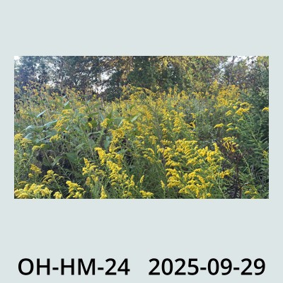 Hail Obs Photo