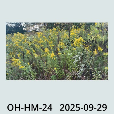 Hail Obs Photo