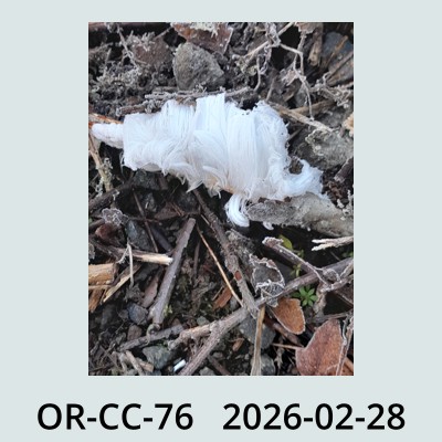 Hail Obs Photo