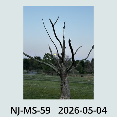 Hail Obs Photo