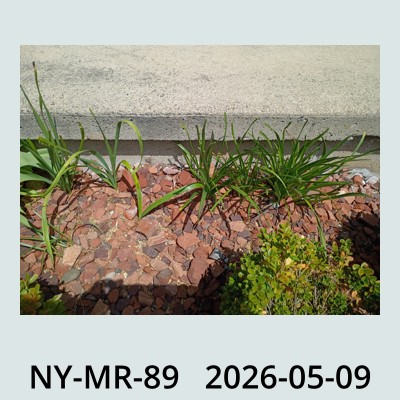Hail Obs Photo