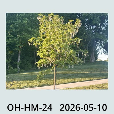 Hail Obs Photo