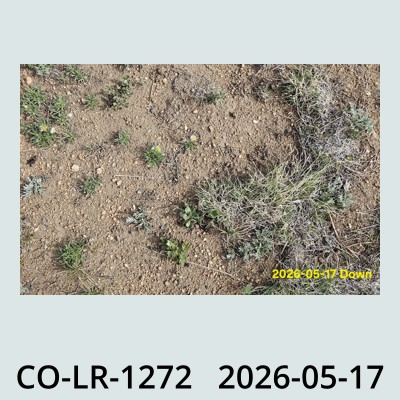 Hail Obs Photo