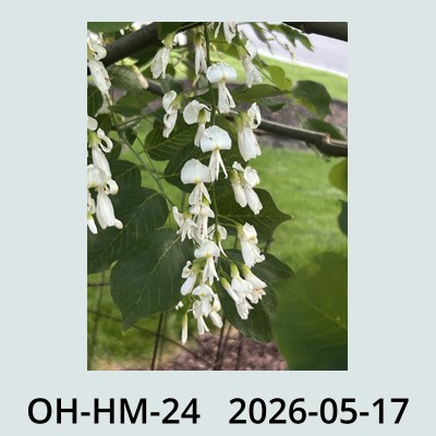 Hail Obs Photo