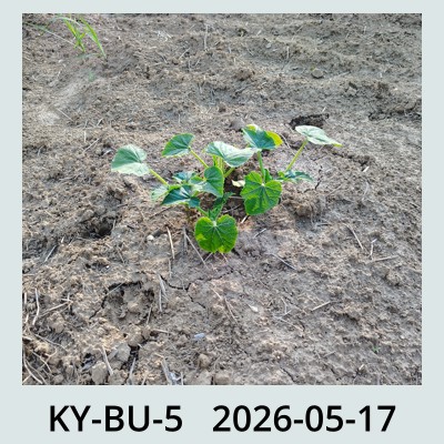 Hail Obs Photo