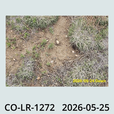 Hail Obs Photo