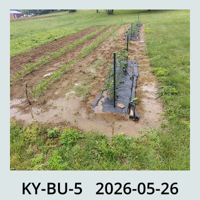 Hail Obs Photo
