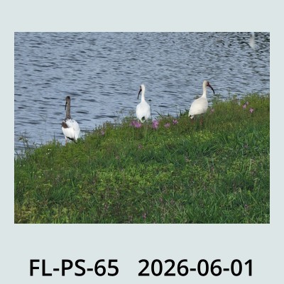 Hail Obs Photo