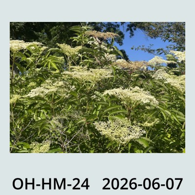 Hail Obs Photo