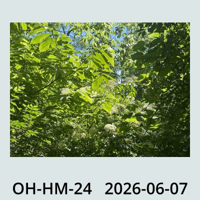 Hail Obs Photo