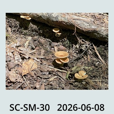Hail Obs Photo