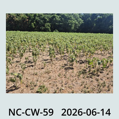 Hail Obs Photo