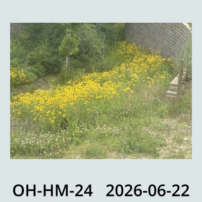 Hail Obs Photo