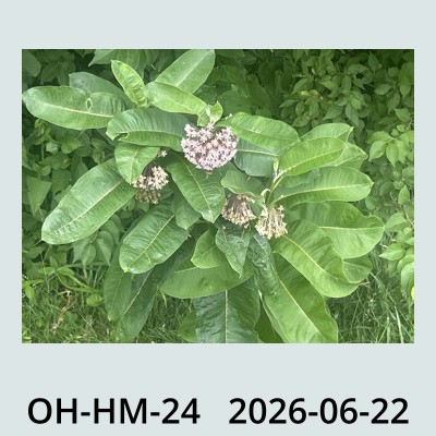 Hail Obs Photo