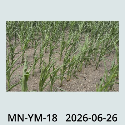 Hail Obs Photo