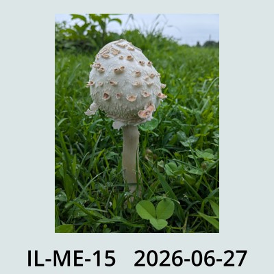 Hail Obs Photo