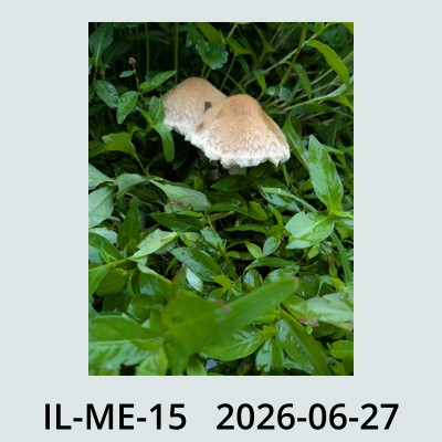Hail Obs Photo