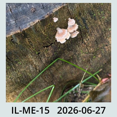 Hail Obs Photo
