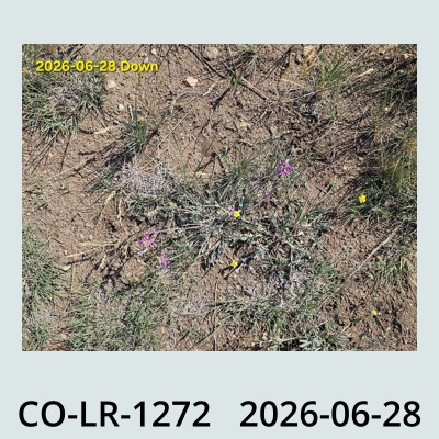 Hail Obs Photo