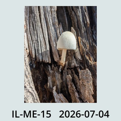 Hail Obs Photo