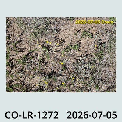 Hail Obs Photo