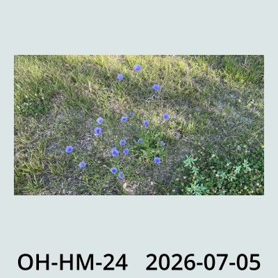 Hail Obs Photo