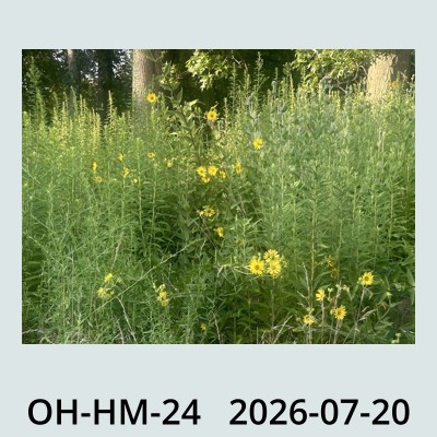 Hail Obs Photo