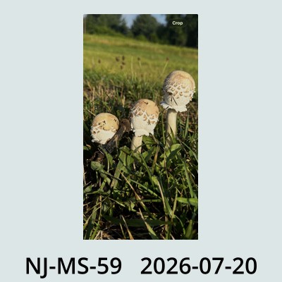 Hail Obs Photo