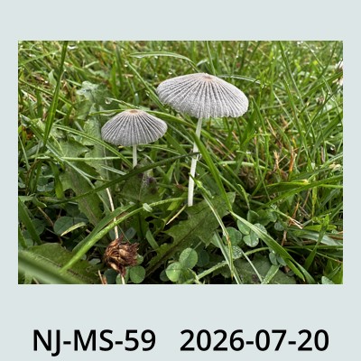 Hail Obs Photo