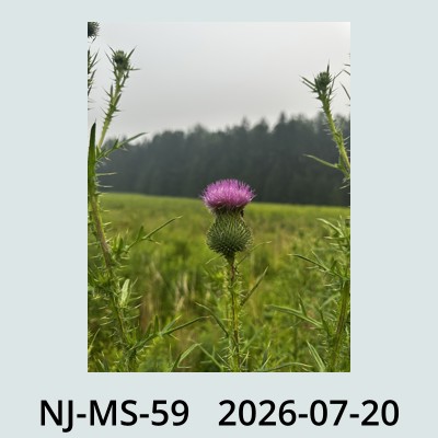 Hail Obs Photo