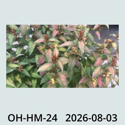 Hail Obs Photo