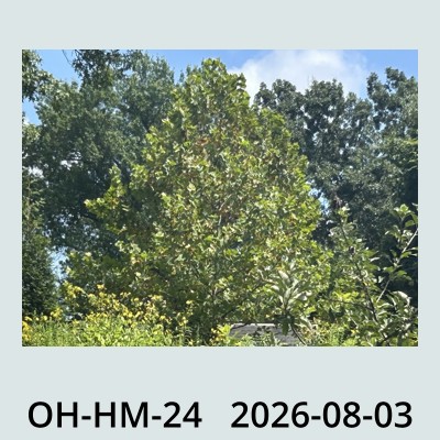 Hail Obs Photo