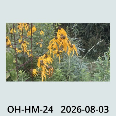 Hail Obs Photo