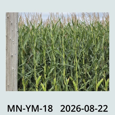 Hail Obs Photo