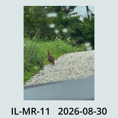 Hail Obs Photo