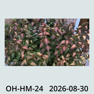 Hail Obs Photo