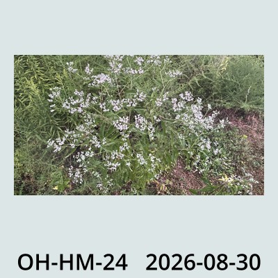 Hail Obs Photo