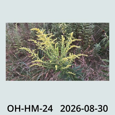 Hail Obs Photo