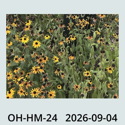 Hail Obs Photo